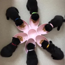 6 in 1 Puppies Food Feeder Bowl