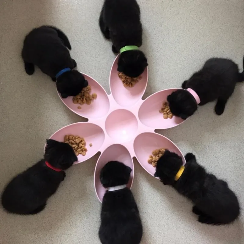 6 in 1 Puppies Food Feeder Bowl