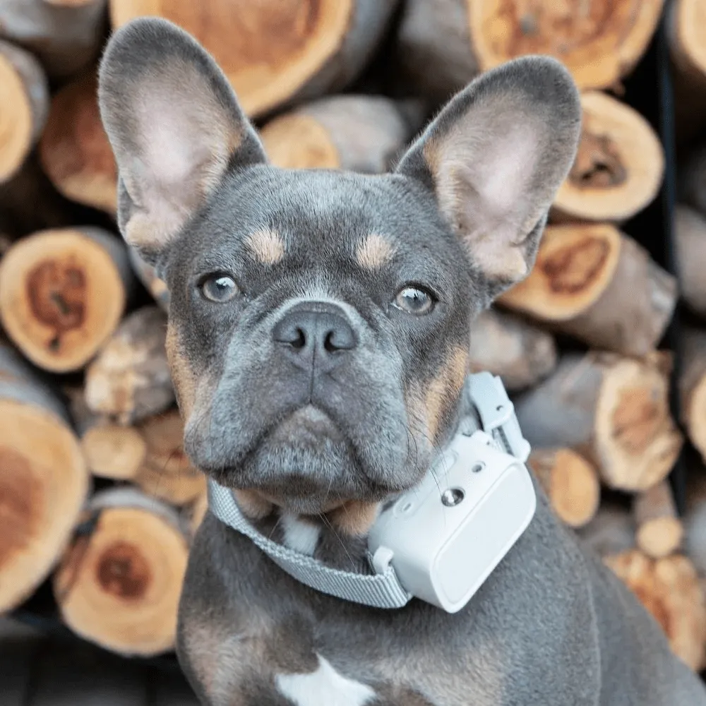 Barktec Rechargeable Citronella Spray Bark Collar with Refill