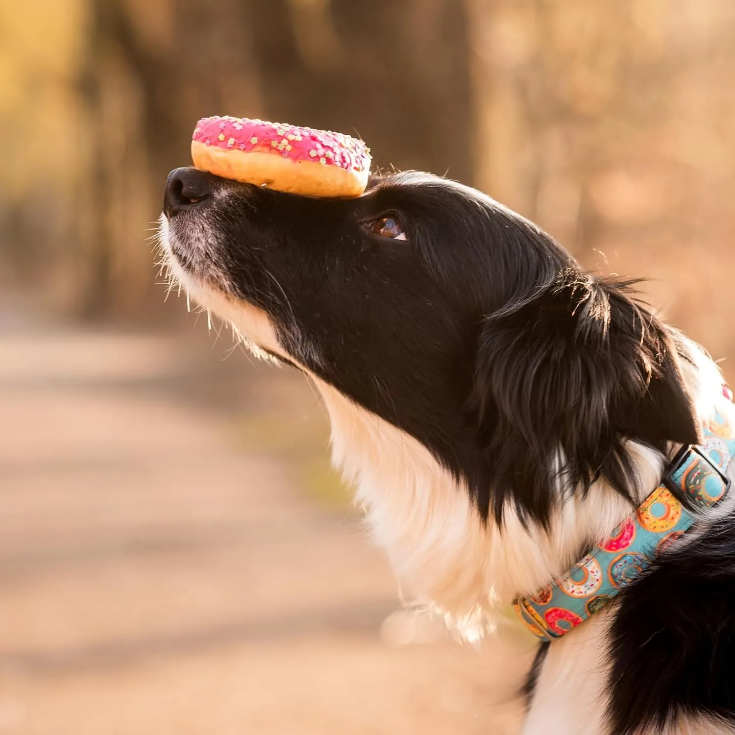 Max & Molly Ultra Comfortable Padded Neoprene Sport Dog Collar with Smart Id Tag, Classic Donuts S (DONUTCOLS),Small