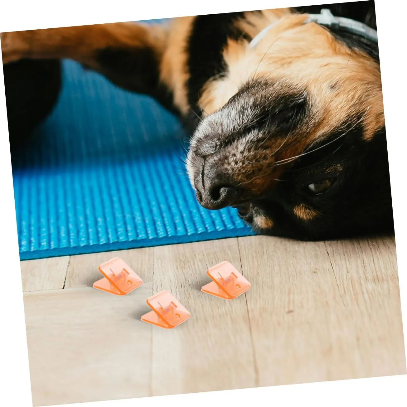 Puppy Pee Pad Holder for Small Dogs Compatible Easy to Clean for Training