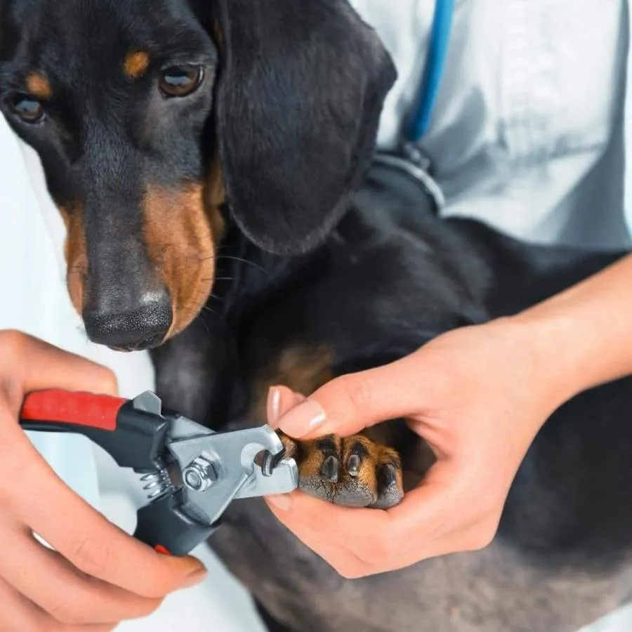 Stainless Steel Dog Nail Clippers